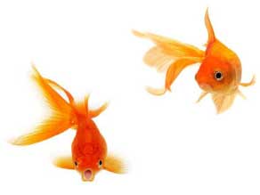 goldfish